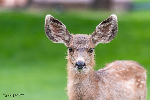 Mule_deer_EP_2020_4