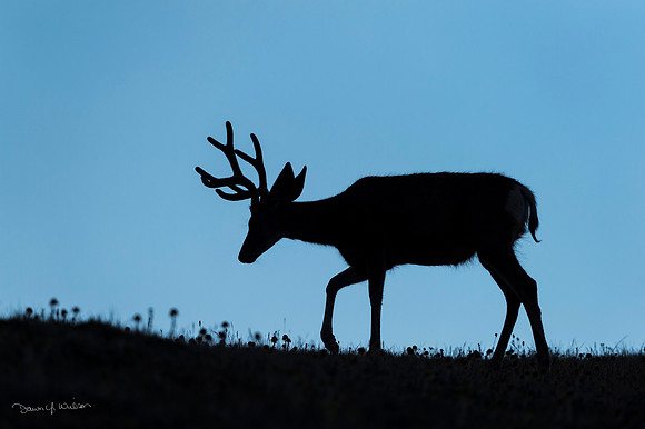 Mule_deer_RMNP_2020_1