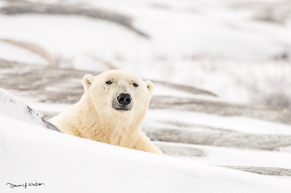 Polar_bear_Churchill_2013_2