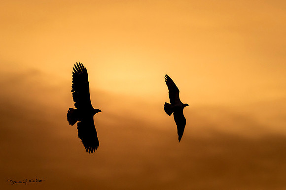 Bald_eagle_and_osprey_EP_2020_1