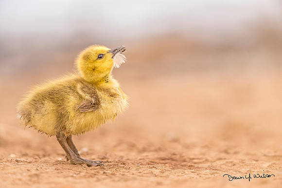 Canada_goose_gosling_Belmar_2020_1