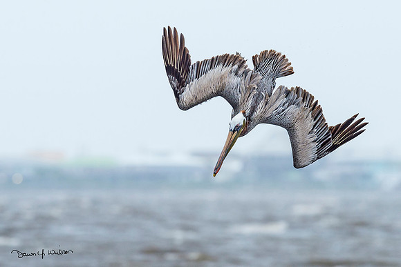 Brown_pelican_Grand_Isle_2016_1