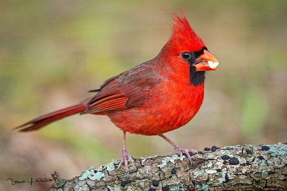 Northern_Cardinal_Louisiana_2021_3