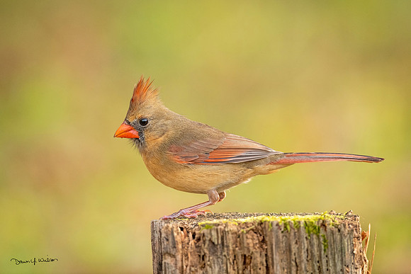 Northern_cardinal_Louisiana_2021_4
