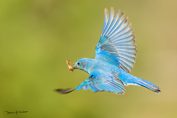 Mountain_bluebird_EP_2020_8