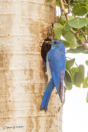 Mountain_bluebird_RMNP_2018_4