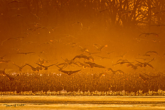 Sandhill_crane_Crane_Trust_2019_7