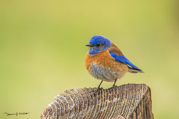 Western_bluebird_EP_2020_1
