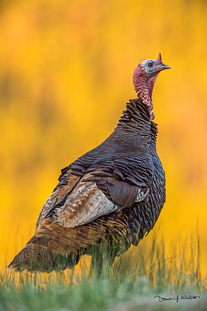 Wild_turkey_RMNP_2020_1