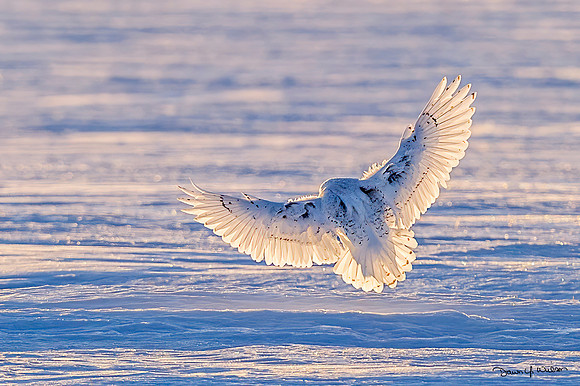 Snowy_owl_Alberta_2014_21