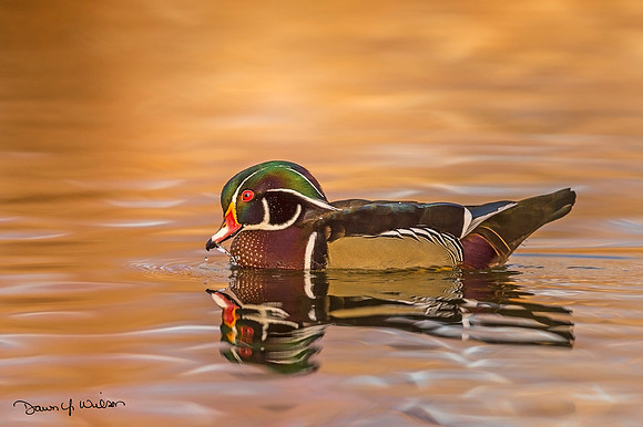 Wood_duck_Tingley_2019_1