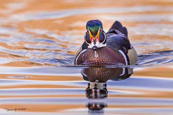 Wood_duck_Tingley_2019_5