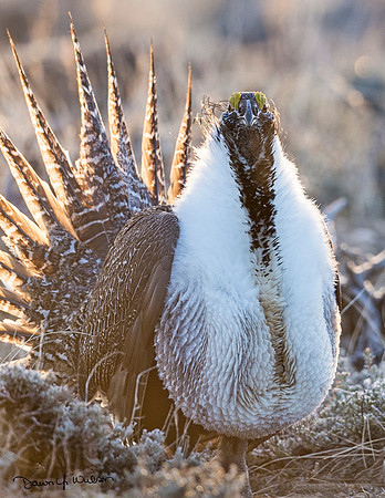 Sage_grouse_Walden_2015_13