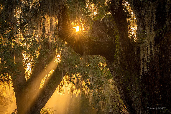 Mossy_Oaks_Louisiana_2020_1