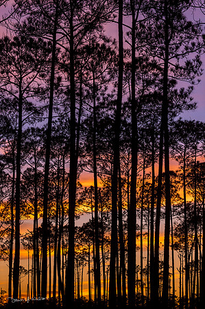Cypress_trees_BBMNWR_2020_1