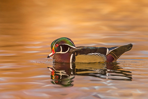 Wood_duck_Tingley_2019_1