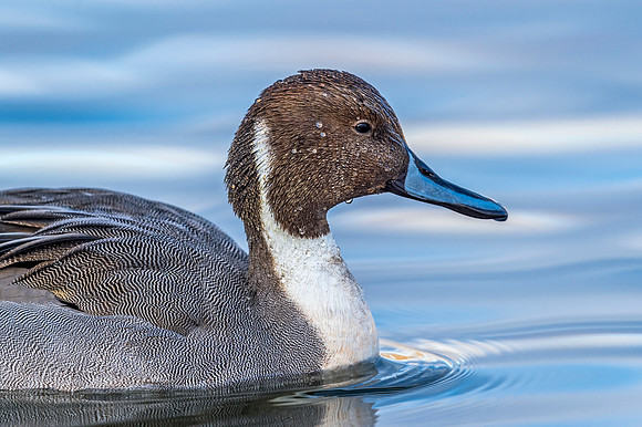 Northern_pintail_Tingley_2019_1