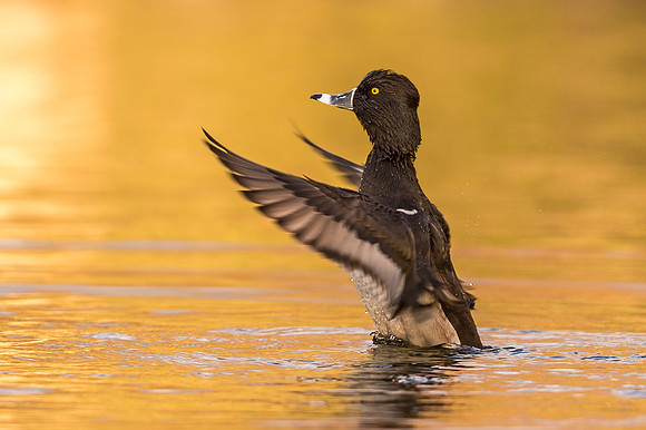 Lesser_scaup_Tingley_2019_2