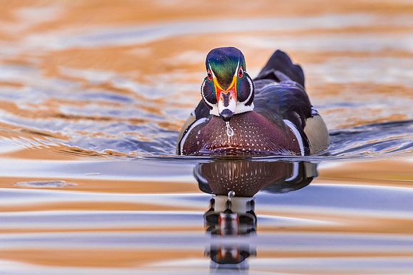 Wood_duck_Tingley_2019_5