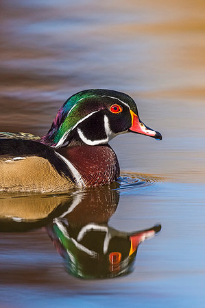Wood_duck_Sterne_Lake_2017_2