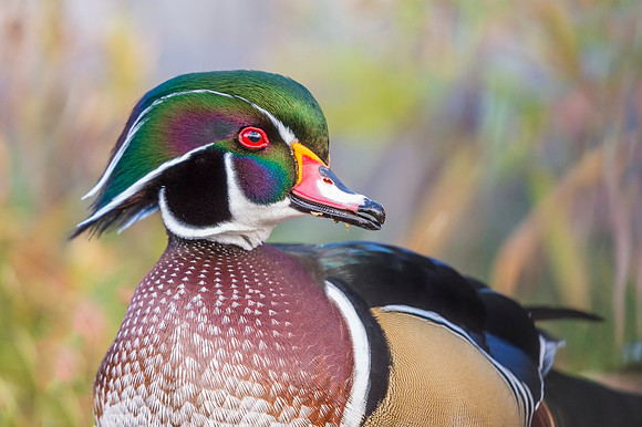 Wood_duck_Sterne_Lake_2017_1