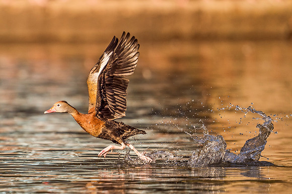 Black-bellied_whistling_duck_Audubon_Park_2019_1