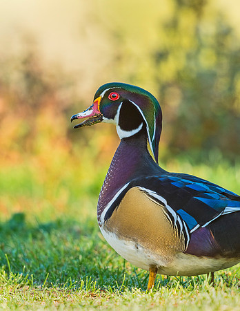 Wood_duck_Sterne_2015_3