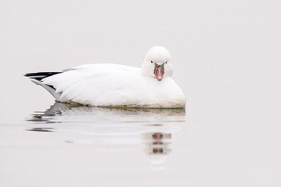 Ross_goose_CCSP_2017_2