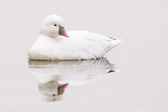Ross_goose_CCSP_2017_1