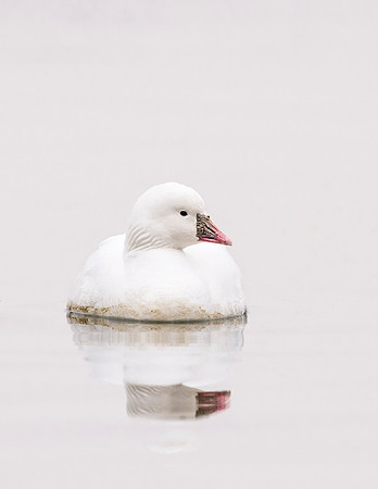 Ross_goose_CCSP_2017_3