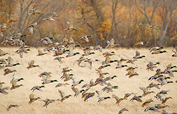 Mallards_BDANWR_2016_1