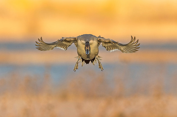 Pintail_BDANWR_2016_1
