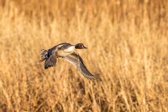 Pintail_BDANWR_2016_3