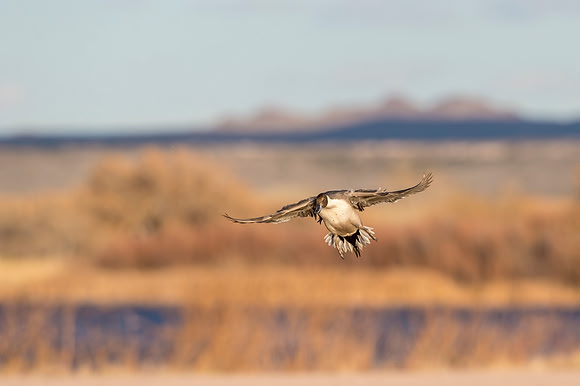 Pintail_BDANWR_2016_4