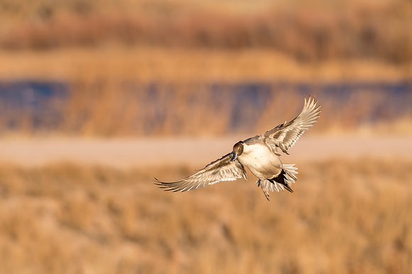 Pintail_BDANWR_2016_5