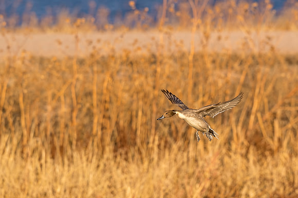 Pintail_BDANWR_2016_6