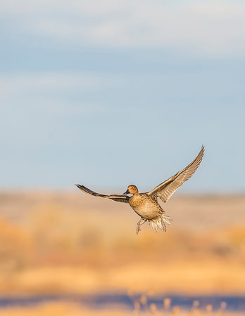 Pintail_BDANWR_2016_7