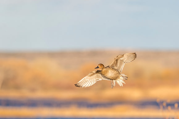 Pintail_BDANWR_2016_8
