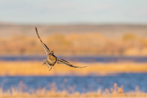 Pintail_BDANWR_2016_9