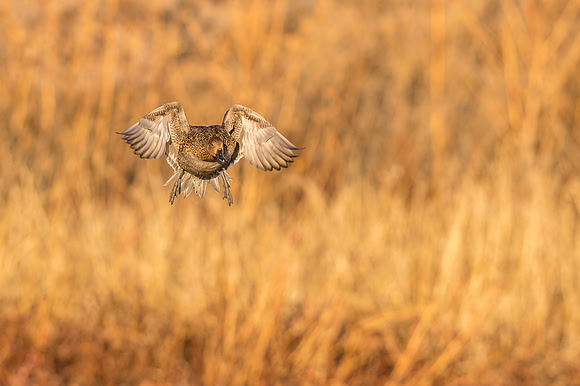 Pintail_BDANWR_2016_10
