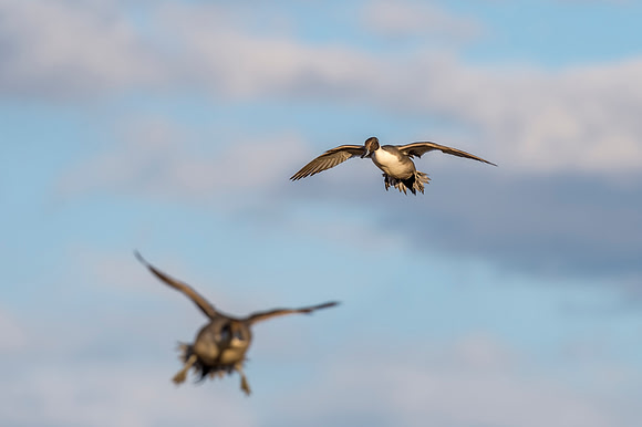 Pintail_BDANWR_2016_11