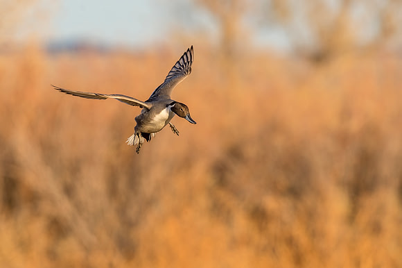 Pintail_BDANWR_2016_12