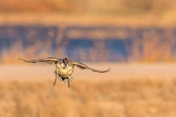 Pintail_BDANWR_2016_13