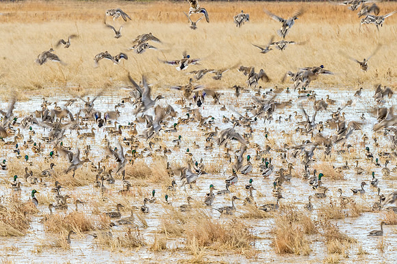 Flock_of_ducks_BDANWR_2016_1