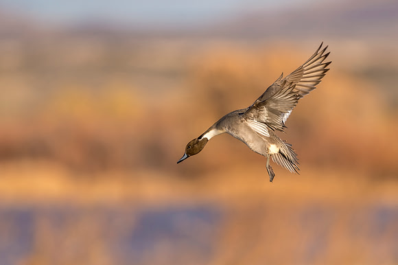 Pintail_BDANWR_2016_15