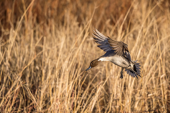 Pintail_BDANWR_2016_16