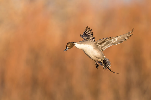 Pintail_BDANWR_2016_17
