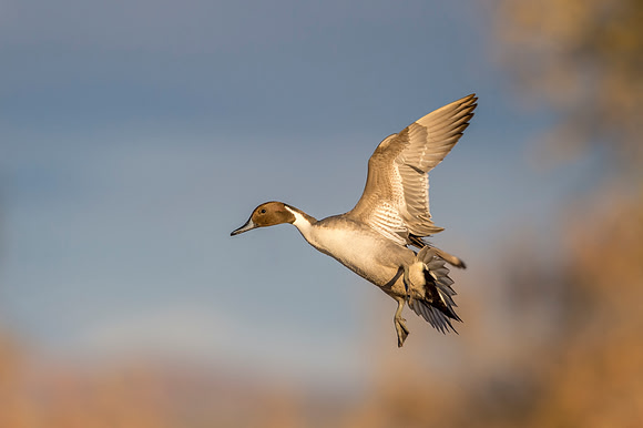 Pintail_BDANWR_2016_18