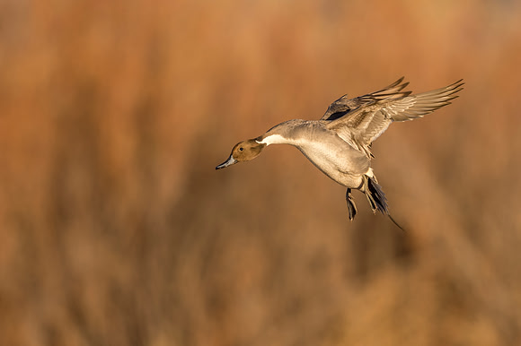 Pintail_BDANWR_2016_19