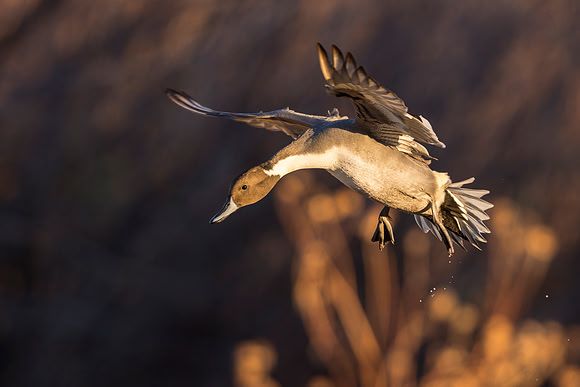 Pintail_BDANWR_2016_20